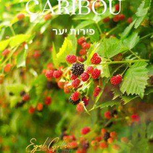 הסיגריה האלקטרונית של אייל גולן CARIBOU